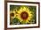 The Big Sunflower in Garden-Yanukit-Framed Photographic Print