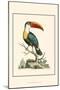 The Bill Bird-George Edwards-Mounted Art Print