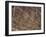 The Bird Geoglyph, aerial view, Nazca, UNESCO World Heritage Site, Ica Region, Peru, South America-Karol Kozlowski-Framed Photographic Print