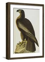 The Bird of Washington Bald Eagle (Haliaeetus Leucocephalus), Plate XI, from 'The Birds of America'-John James Audubon-Framed Giclee Print