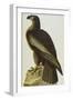 The Bird of Washington Bald Eagle (Haliaeetus Leucocephalus), Plate XI, from 'The Birds of America'-John James Audubon-Framed Giclee Print