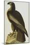 The Bird of Washington Bald Eagle (Haliaeetus Leucocephalus), Plate XI, from 'The Birds of America'-John James Audubon-Mounted Giclee Print