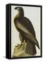 The Bird of Washington Bald Eagle (Haliaeetus Leucocephalus), Plate XI, from 'The Birds of America'-John James Audubon-Framed Stretched Canvas
