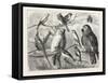 The Bird Show at the Crystal Palace, London, 1876, UK-null-Framed Stretched Canvas
