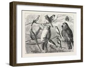 The Bird Show at the Crystal Palace, London, 1876, UK-null-Framed Giclee Print