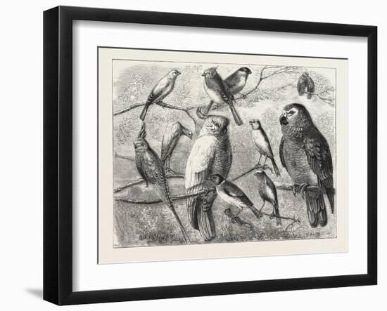 The Bird Show at the Crystal Palace, London, 1876, UK-null-Framed Giclee Print