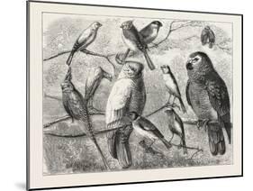 The Bird Show at the Crystal Palace, London, 1876, UK-null-Mounted Giclee Print