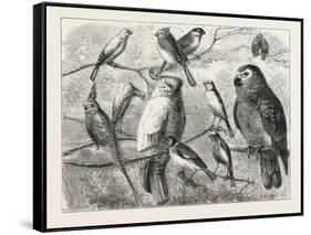 The Bird Show at the Crystal Palace, London, 1876, UK-null-Framed Stretched Canvas