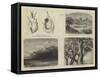 The Bird World of South Africa-null-Framed Stretched Canvas