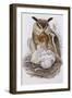 The Birds of Europe, Published 1832-1837-John Gould-Framed Giclee Print