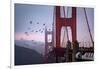 The Birds of the Golden Gate, Pelicans San Francisco-Vincent James-Framed Photographic Print