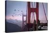 The Birds of the Golden Gate, Pelicans San Francisco-Vincent James-Stretched Canvas