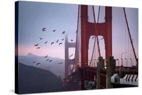 The Birds of the Golden Gate, Pelicans San Francisco-Vincent James-Stretched Canvas