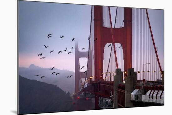 The Birds of the Golden Gate, Pelicans San Francisco-Vincent James-Mounted Photographic Print