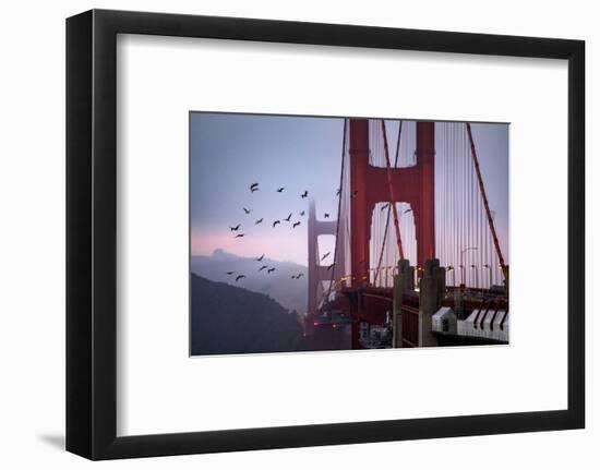 The Birds of the Golden Gate, Pelicans San Francisco-Vincent James-Framed Photographic Print