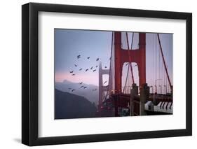 The Birds of the Golden Gate, Pelicans San Francisco-Vincent James-Framed Photographic Print