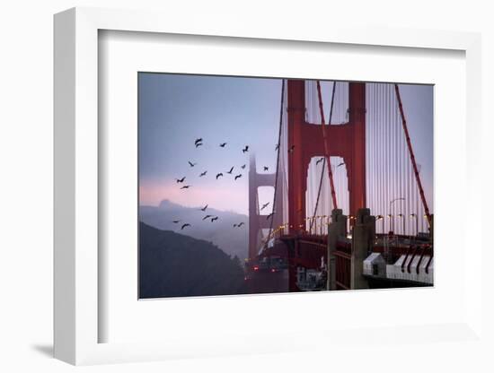 The Birds of the Golden Gate, Pelicans San Francisco-Vincent James-Framed Photographic Print