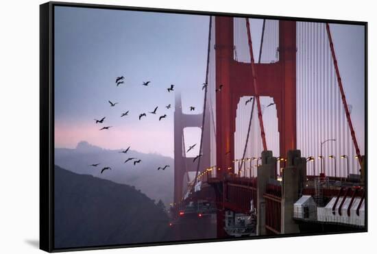 The Birds of the Golden Gate, Pelicans San Francisco-Vincent James-Framed Stretched Canvas