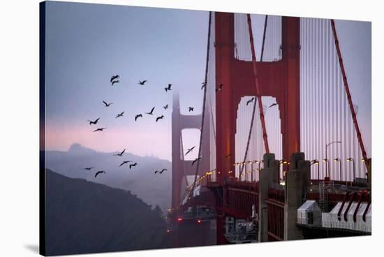 The Birds of the Golden Gate, Pelicans San Francisco-Vincent James-Stretched Canvas