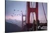 The Birds of the Golden Gate, Pelicans San Francisco-Vincent James-Stretched Canvas