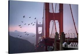 The Birds of the Golden Gate, Pelicans San Francisco-Vincent James-Stretched Canvas