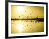 The Birds Standout Amongst the Glow of the Golden Hour on the California Coast-Daniel Kuras-Framed Photographic Print