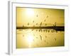 The Birds Standout Amongst the Glow of the Golden Hour on the California Coast-Daniel Kuras-Framed Photographic Print