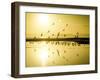 The Birds Standout Amongst the Glow of the Golden Hour on the California Coast-Daniel Kuras-Framed Photographic Print