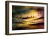 The Birds-Ursula Abresch-Framed Premium Photographic Print