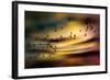 The Birds-Ursula Abresch-Framed Photographic Print