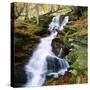 The Birks of Aberfeldy in Tayside, Scotland-Roy Rainford-Stretched Canvas