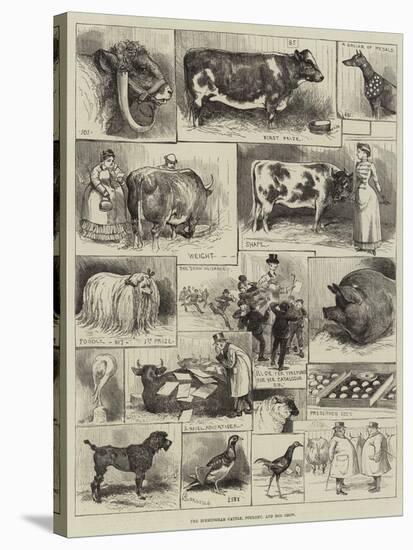 The Birmingham Cattle, Poultry and Dog Show-Alfred Courbould-Stretched Canvas