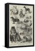 The Birmingham Dog Show, Prize Dogs-Harrison William Weir-Framed Stretched Canvas