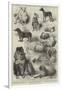 The Birmingham Dog Show, Prize Dogs-Harrison William Weir-Framed Giclee Print