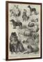 The Birmingham Dog Show, Prize Dogs-Harrison William Weir-Framed Giclee Print