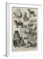 The Birmingham Dog Show, Prize Dogs-Harrison William Weir-Framed Giclee Print