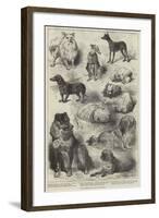 The Birmingham Dog Show, Prize Dogs-Harrison William Weir-Framed Giclee Print