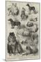 The Birmingham Dog Show, Prize Dogs-Harrison William Weir-Mounted Giclee Print