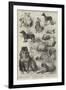 The Birmingham Dog Show, Prize Dogs-Harrison William Weir-Framed Giclee Print