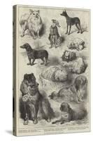 The Birmingham Dog Show, Prize Dogs-Harrison William Weir-Stretched Canvas