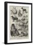 The Birmingham Dog Show, Prize Dogs-Harrison William Weir-Framed Giclee Print