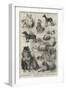 The Birmingham Dog Show, Prize Dogs-Harrison William Weir-Framed Giclee Print