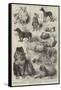 The Birmingham Dog Show, Prize Dogs-Harrison William Weir-Framed Stretched Canvas