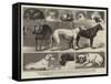 The Birmingham Dog Show, Some of the Prize-Winners-Samuel Edmund Waller-Framed Stretched Canvas