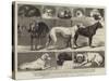 The Birmingham Dog Show, Some of the Prize-Winners-Samuel Edmund Waller-Stretched Canvas