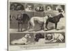 The Birmingham Dog Show, Some of the Prize-Winners-Samuel Edmund Waller-Stretched Canvas