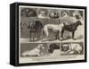 The Birmingham Dog Show, Some of the Prize-Winners-Samuel Edmund Waller-Framed Stretched Canvas