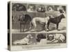 The Birmingham Dog Show, Some of the Prize-Winners-Samuel Edmund Waller-Stretched Canvas