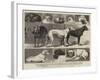 The Birmingham Dog Show, Some of the Prize-Winners-Samuel Edmund Waller-Framed Giclee Print