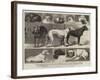 The Birmingham Dog Show, Some of the Prize-Winners-Samuel Edmund Waller-Framed Giclee Print